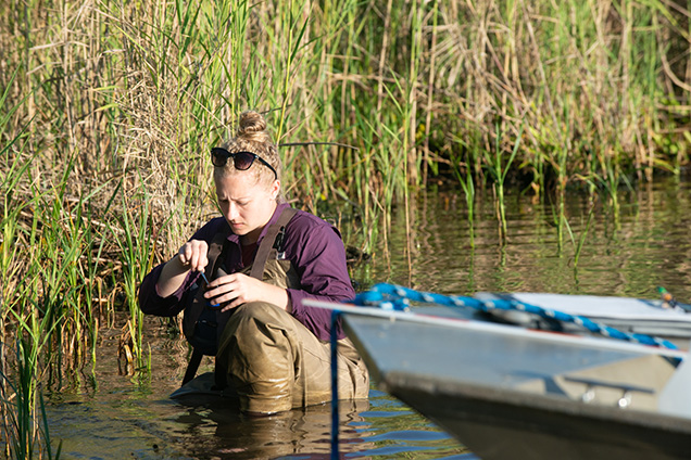 A staff scientist collecting a sample in the water, next to a boat.